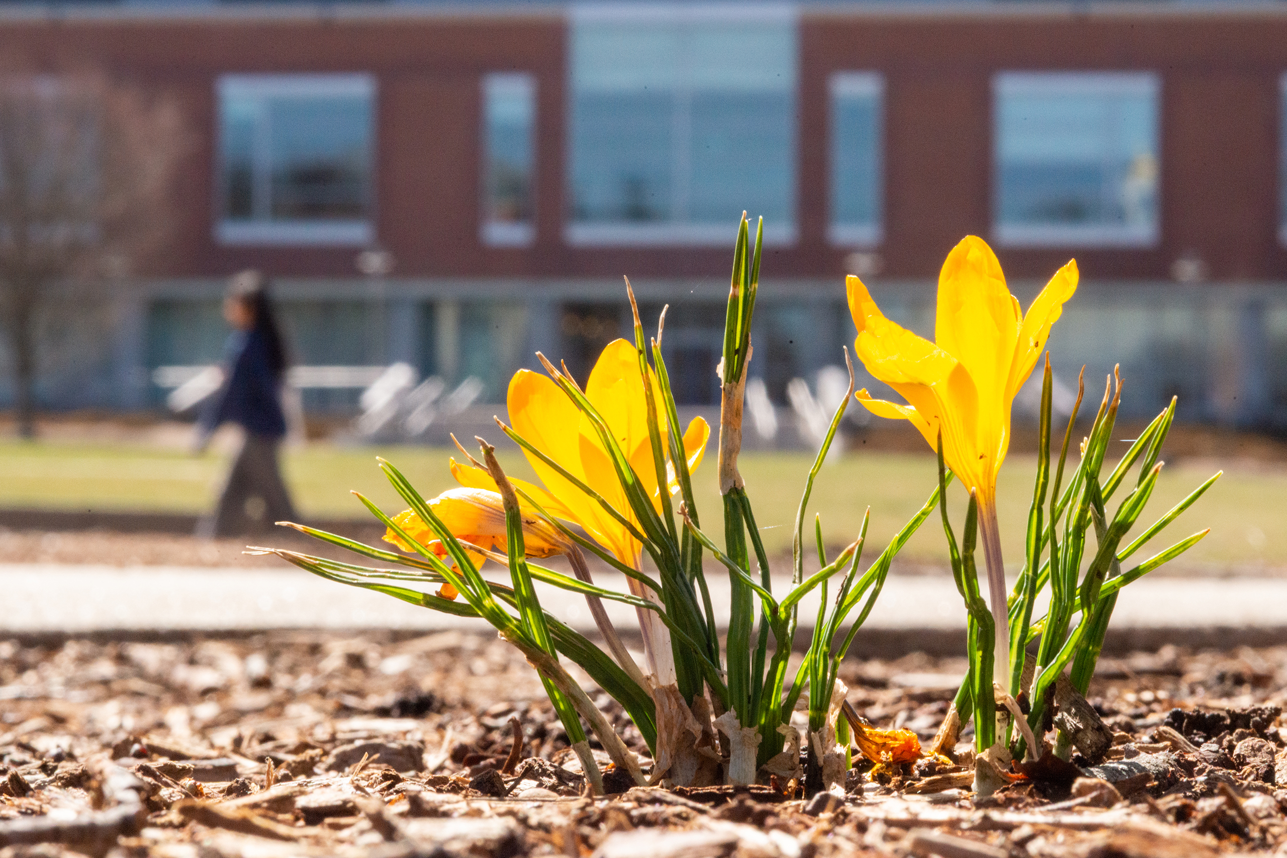 Crocuses bloom near the Student Union lawn on Wednesday, March 19, 2025 — the day before the first day of spring.